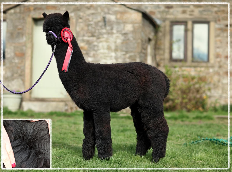 alpaca